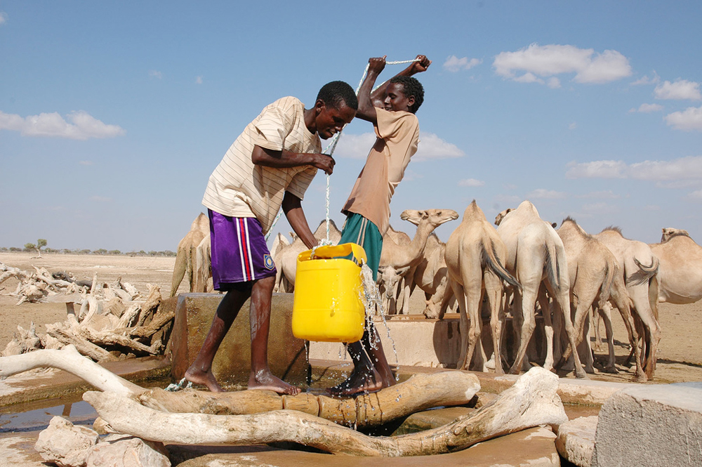 Ethiopia water livestock camels
