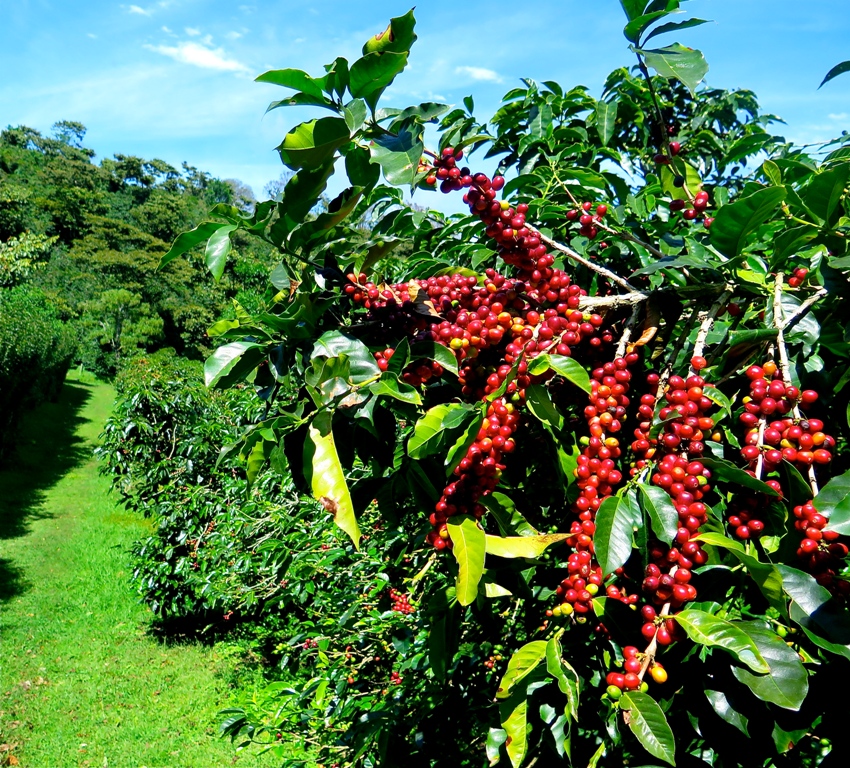 Boquete Panama Finca Lerida coffee tourism