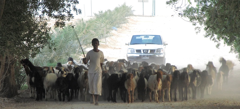 Doha Qatar desert shepherd flock Saudi Arabia sustainable development goals water energy food Keith Schneider Circle of Blue