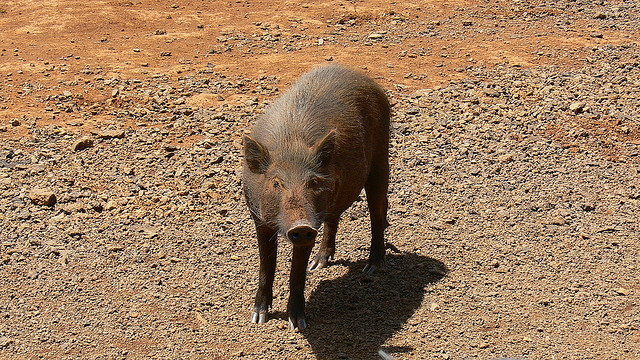 Hawaii Kauai feral pig forests watershed invasive species water