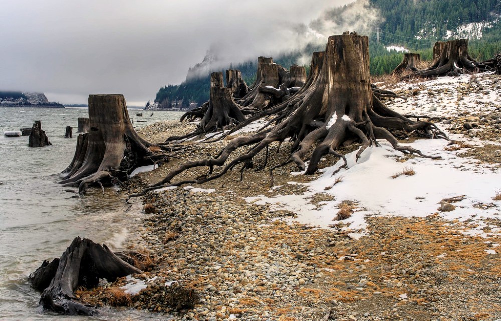 Washington Keechelus Lake reservoir Pacific Northwest snowpack tree stumps