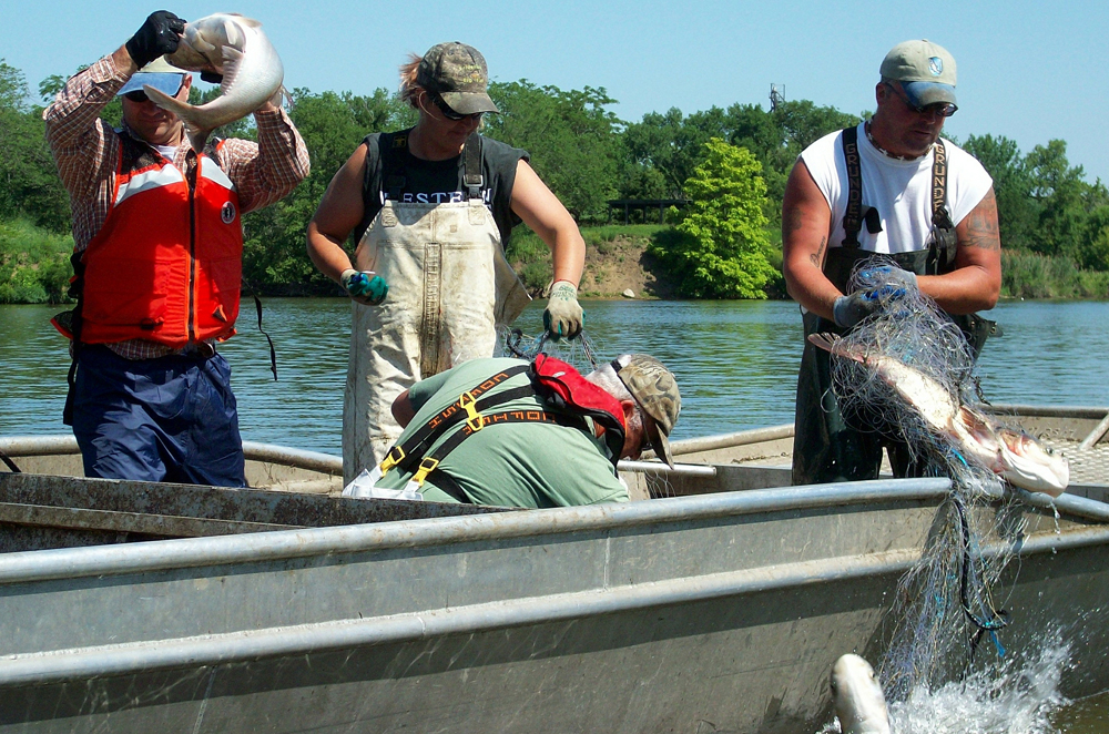 Several species of Asian carp are proliferating throughout the Mississippi River Basin in North America. Unlike the common carp in Australia, no virus is known to exclusively target Asian carp. Photo courtesy Nicole Roach/ U.S. Army via Flickr Creative Commons