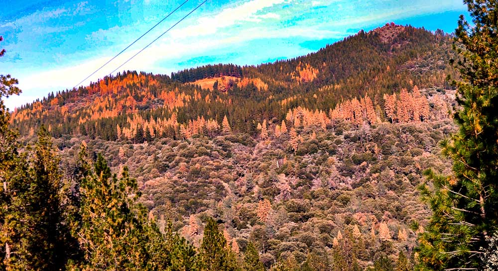 Ponderosa pine forest dead trees fire California drought