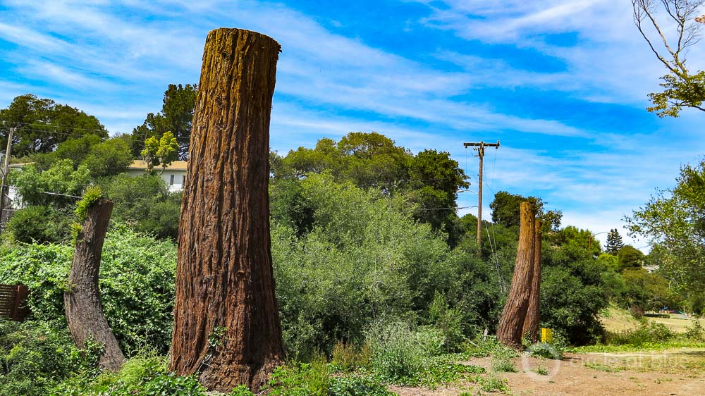 Oakland California stormwater management Sausal Creek restoration Dimond Park trees water