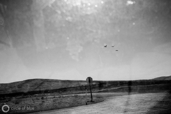 (November 5, 2013. Kettleman City, California) Seaguls from the coast fly far inland and into the dry landscape of California's Central Valley. Photograph by Matt Black.
