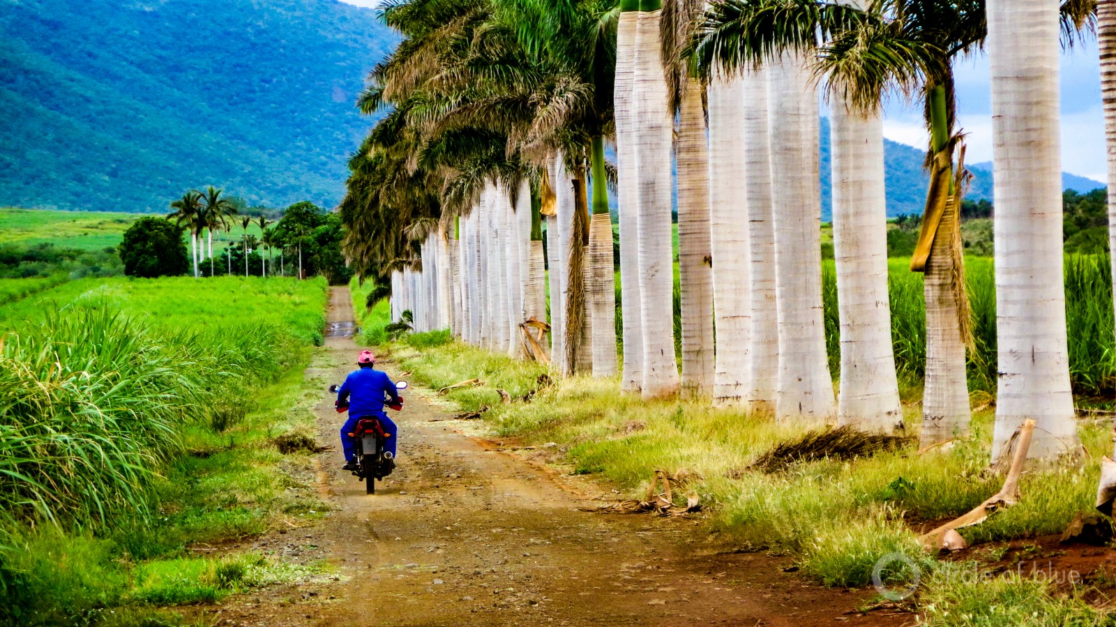 Royal palms line a farm road between sugar cane fields in northern Kwazulu-Natal province.