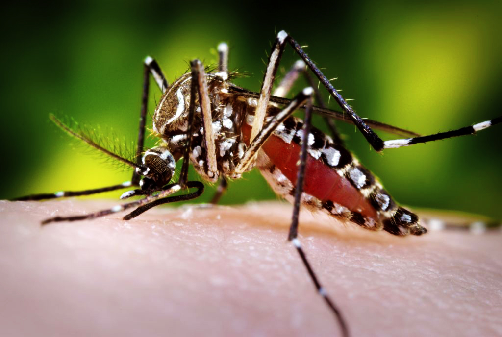 Zika virus health Aedes aegypti mosquito water Brazil