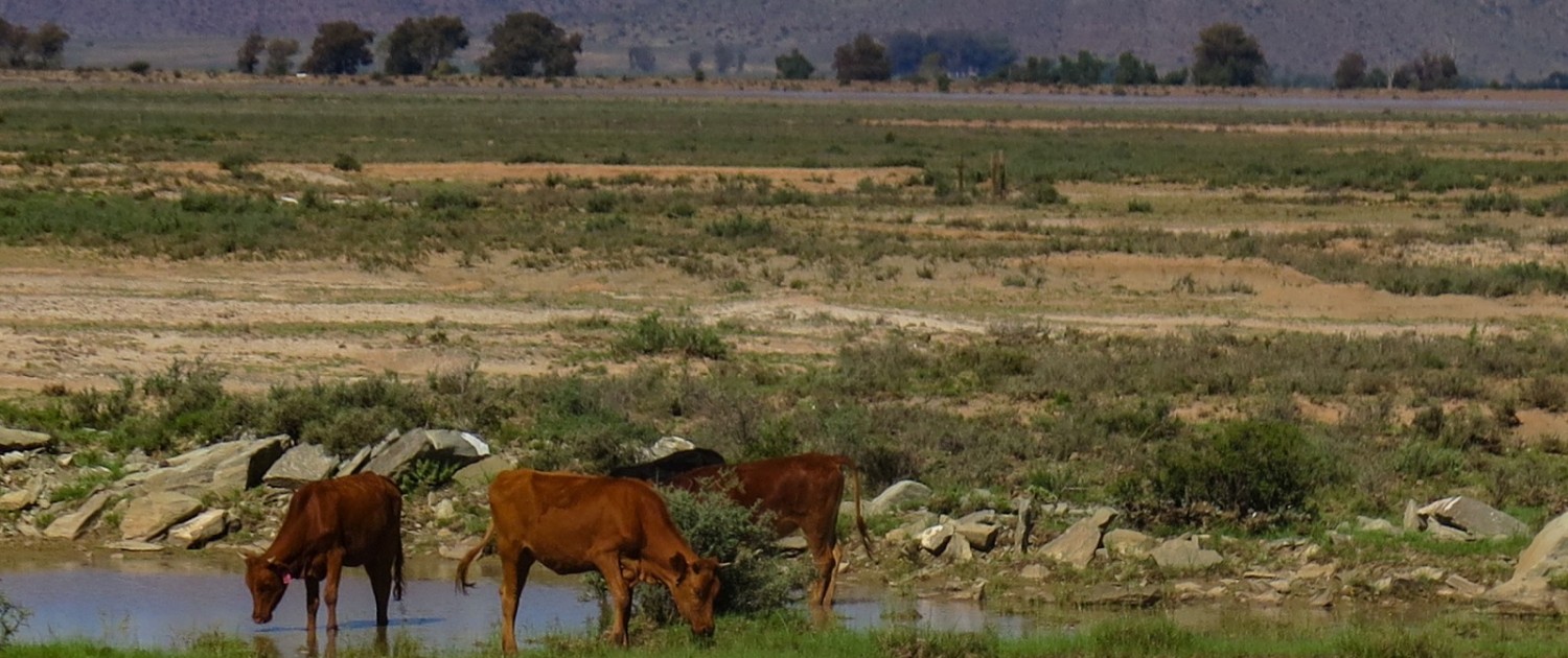 South Africa is in the grip of the deepest drought since the early 1960s. Crop land and pastures across the country, and here in the Karoo desert region near Graaff-reinet in Eastern Cape province, are experiencing extreme conditions of moisture scarcity. Photo © Keith Schneider / Circle of Blue.