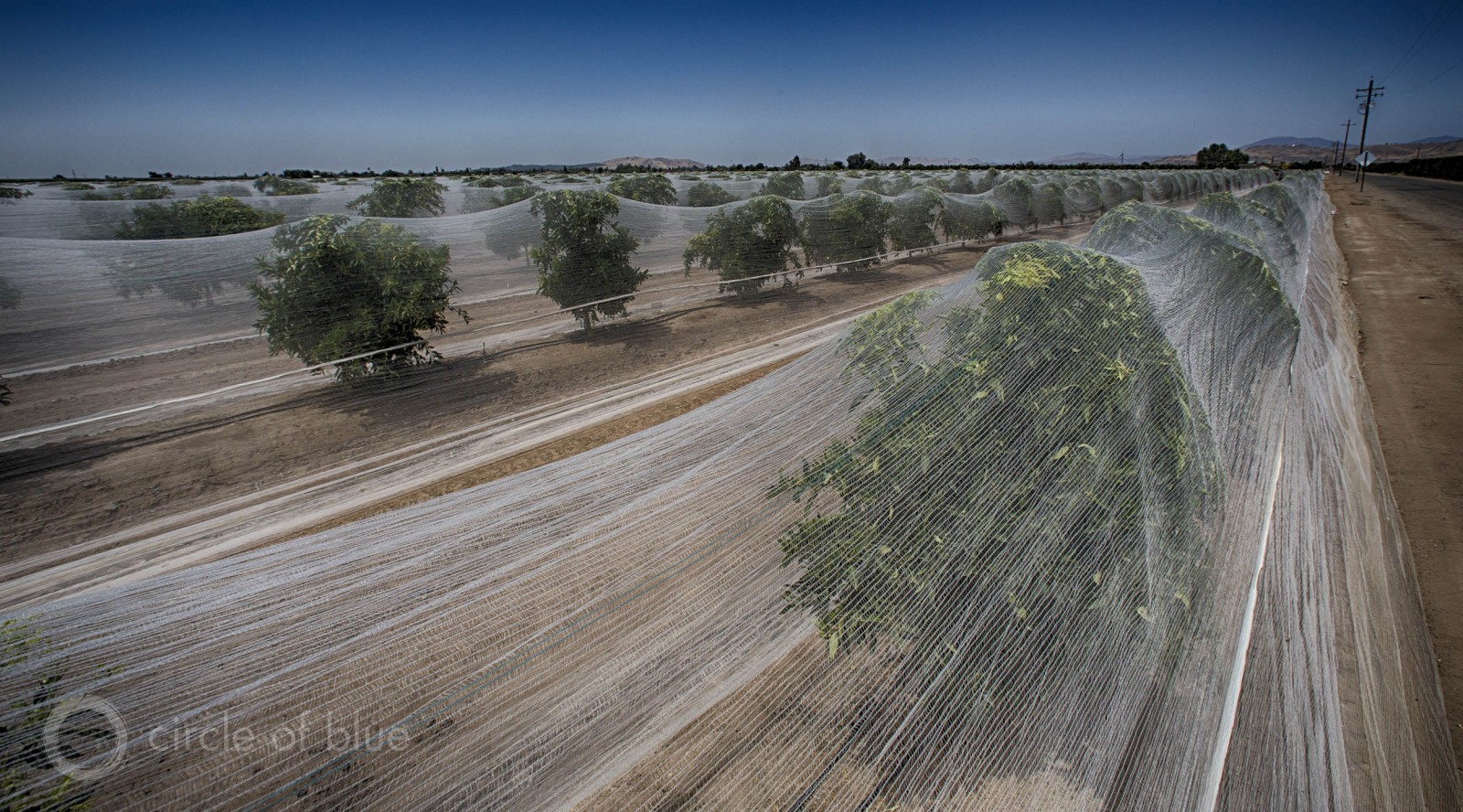 Production agriculture, based on single crops and huge water consumption, sustained big financial losses globally from droughts. Here an orange grove in California. Photo © J. Carl Ganter / Circle of Blue