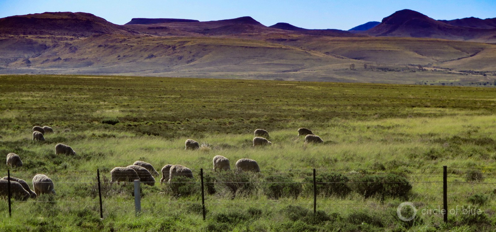 Sheep graze the broad valleys of the Karoo in Northern Cape province.