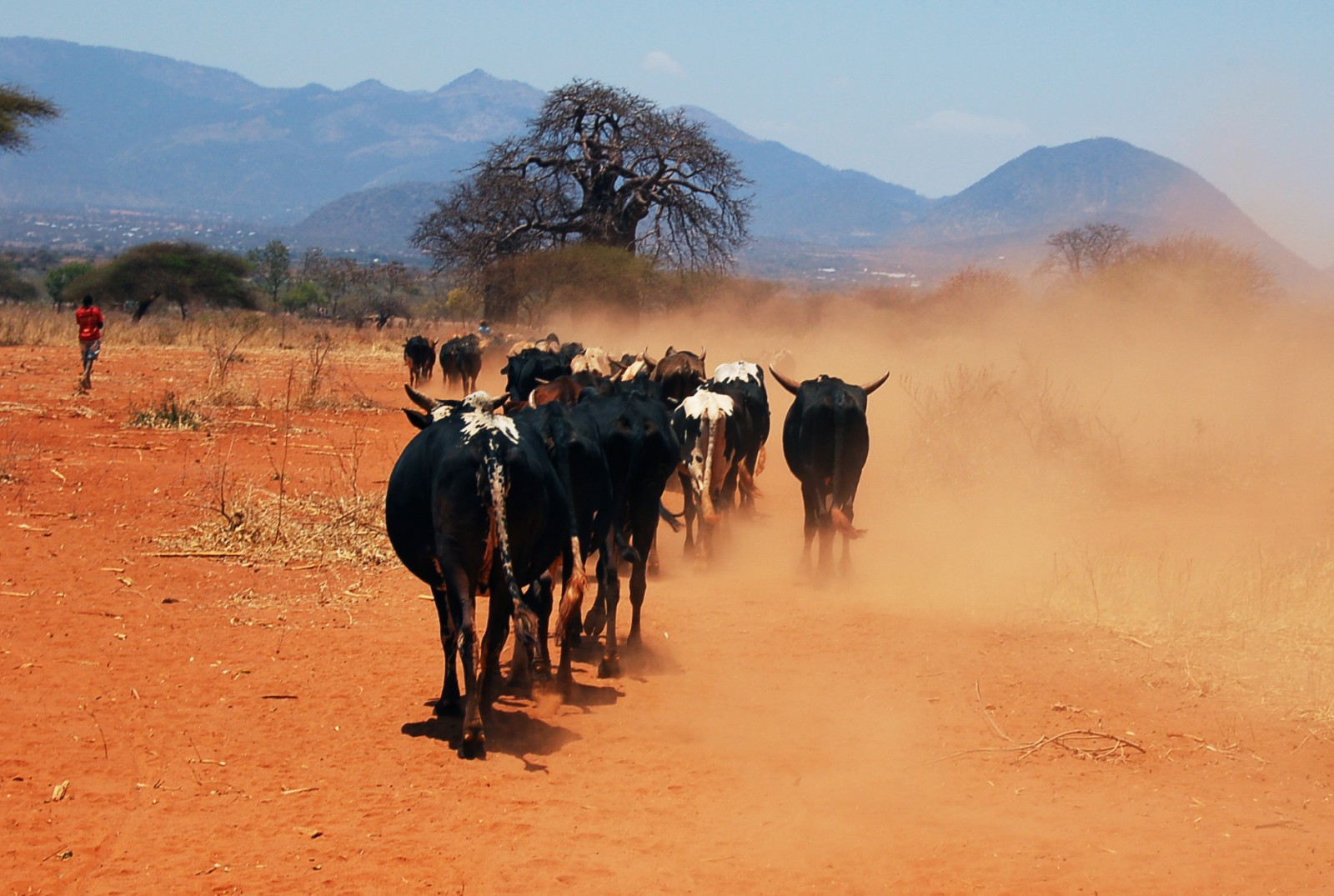 Cattle raise a dust cloud near Kongwa, Tanzania. Some cattle farmers within the country's Southern Agricultural Growth Corridor say they are being forcibly evicted from their land. Photo courtesy BCClimateChampions via Flickr Creative Commons 