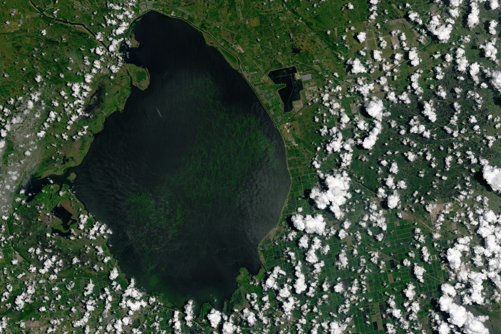 The Landsat 8 satellite captured this image of a blue-green algae bloom in Florida's Lake Okeechobee on July 2. Blooms of the algae are causing ecological and economic damage downstream in the St. Lucie estuary. Photo courtesy Joshua Stevens / NASA Earth Observatory 