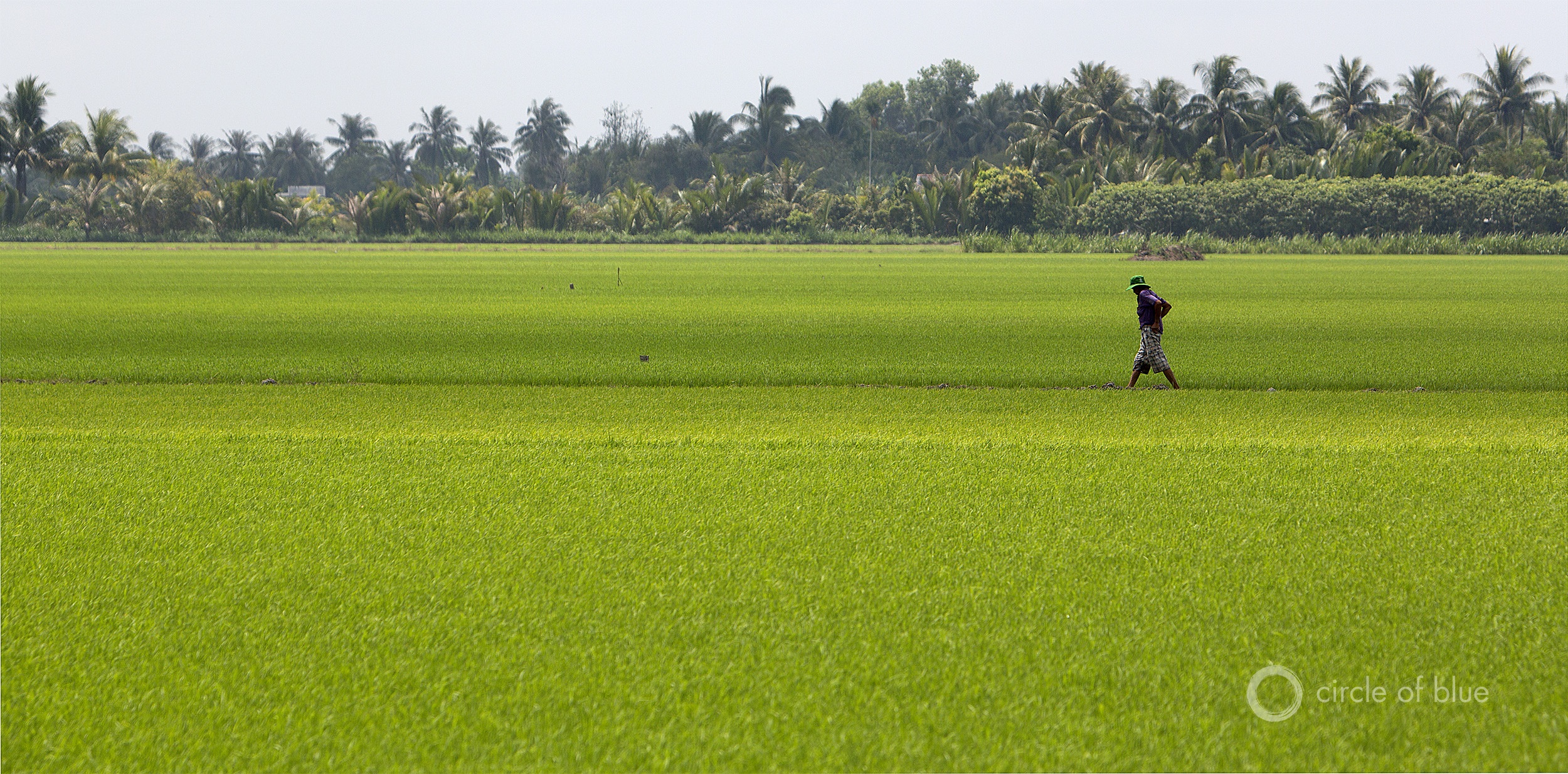 Rice fields in the Mekong Delta, near Can Tho, Vietnam. An increase in groundwater irrigation in the region could affect groundwater availability across national borders. Photo © J. Carl Ganter / Circle of Blue