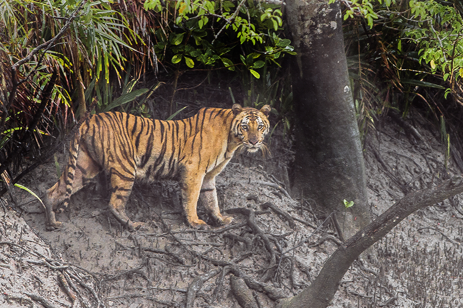 The Sundarbans mangrove forest and wetland is habitat for rare Bengal tigers.