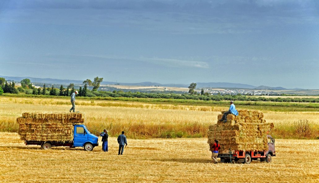 Although Tunisia is one of the most arid countries along the Mediterranean, agriculture remains an important part of the Tunisia economy, accounting for nearly 12 percent of GDP.
