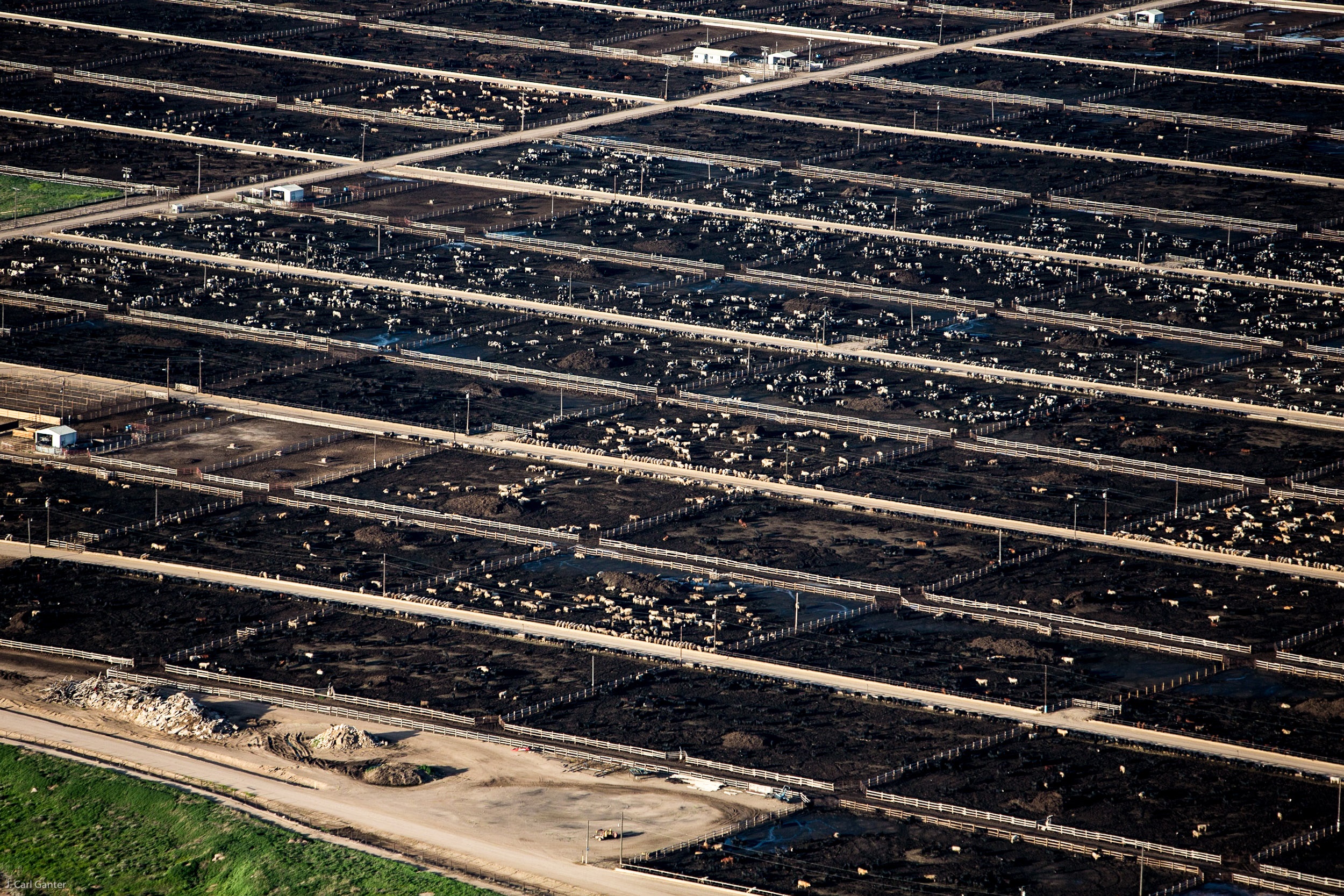 A cattle feedlot in Weld County, Colorado. Photo © J. Carl Ganter / Circle of Blue
