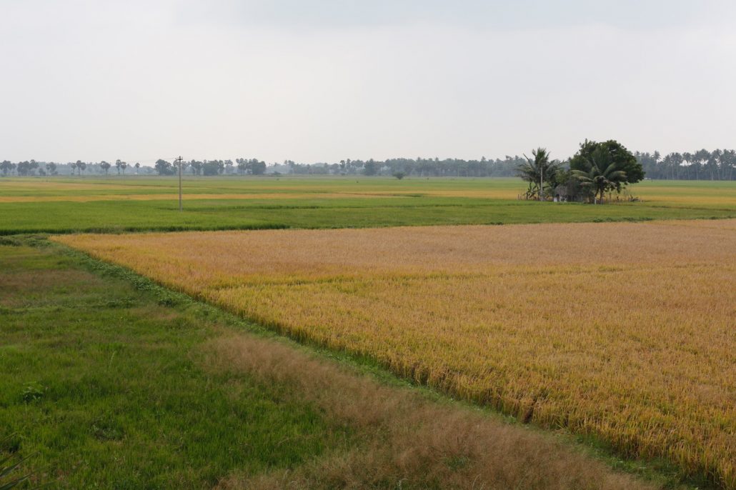 Drought in Tamil Nadu has ruined rice crops, even those that look green. Farmers that irrigate in the Cauvery Delta only form surface water supplies sustained total crop failures this year. Photo/Dhruv Malhotr