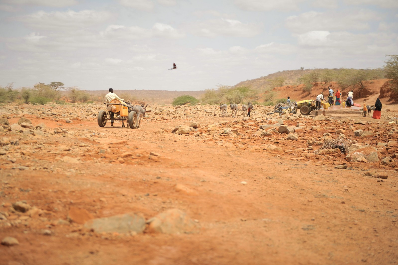 A man walks towards a well with his donkey cart to collect water in Garbahaarey town in the Gedo region of Somalia