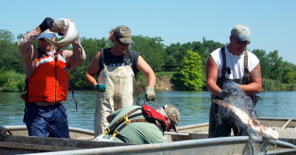 Invasive carp commercial fishing trip at Starved Rock