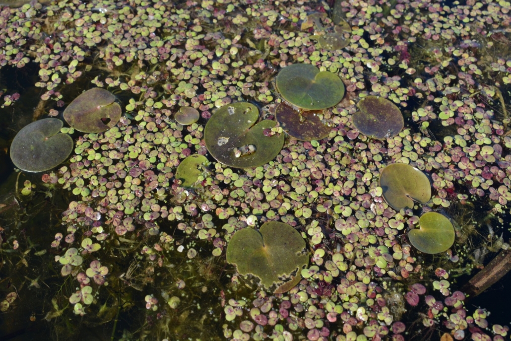 The European frog-bit looks like a little lily pad and lives in shallow waters. Image: Shelby Bauer, Huron Pines