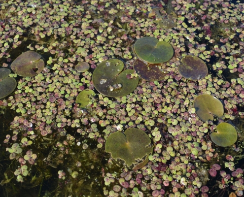The European frog-bit looks like a little lily pad and lives in shallow waters. Image: Shelby Bauer, Huron Pines
